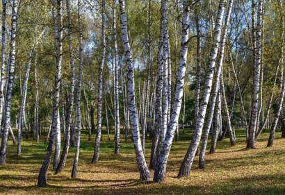 Betula ullis ‘Doorenbos’ meerstammig - Witte Himalayaberk