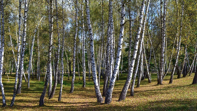 Betula ullis ‘Doorenbos’ meerstammig - Witte Himalayaberk