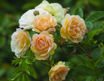 Rosa ‘Ghislaine de Féligonde’