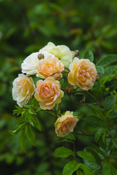 Rosa ‘Ghislaine de Féligonde’ - klimroos