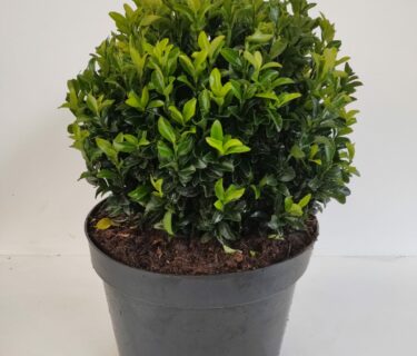 Euonymus japonicus ‘Green Spire’, bolvorm - Kardinaalmuts
