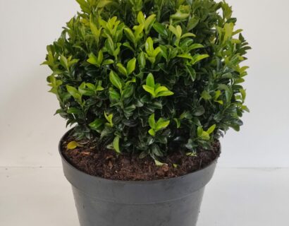 Euonymus japonicus ‘Green Spire’, bolvorm - Kardinaalmuts