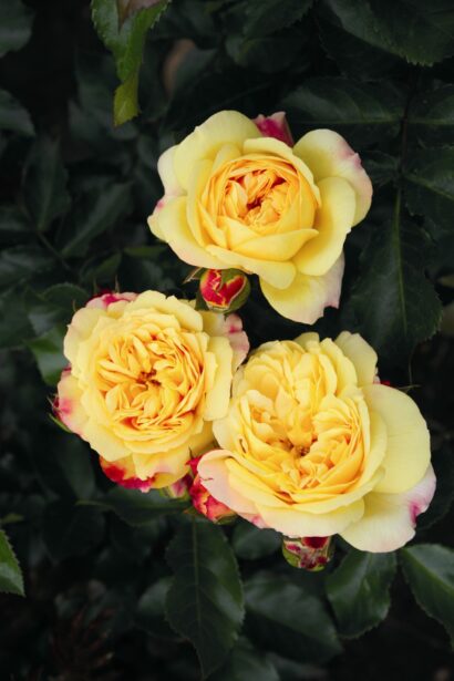 Rosa ‘Lampion’ - roos