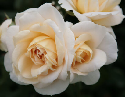 Rosa ‘Lions Rose’ - Roos