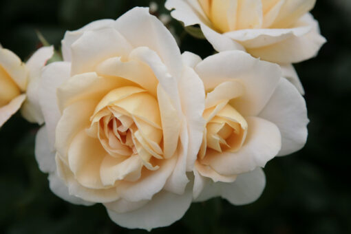 Rosa ‘Lions Rose’ - Roos