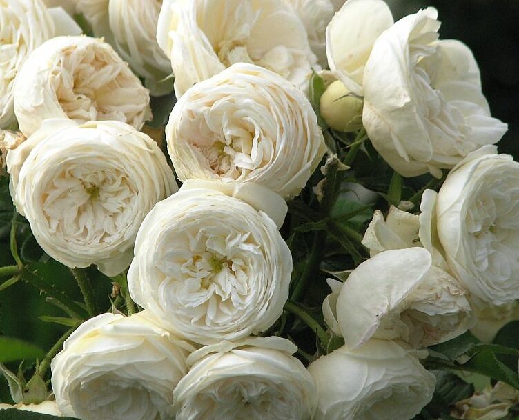 Rosa ‘artemis’ - 