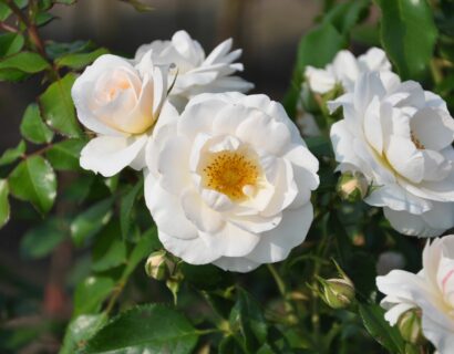 Rosa ‘Sirius’ - Roos