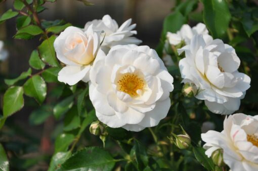 Rosa ‘Sirius’ - Roos