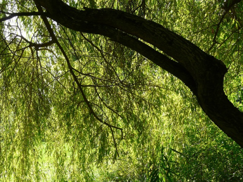 Salix sepulcralis ‘Chrysocoma’ - Gele Treurwilg
