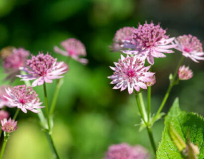 Astrantia major ‘Primadonna’ - Zeeuws knoopje