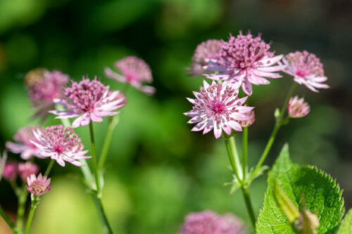 Astrantia major ‘Primadonna’ - Zeeuws knoopje