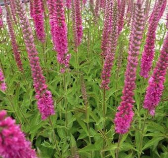 Veronica spicata ‘Rotfuchs’ - Ereprijs