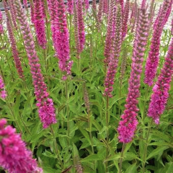 Veronica spicata ‘Rotfuchs’ - Ereprijs