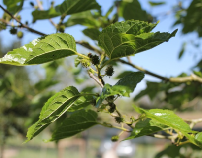 Morus alba ‘Fruitless’ - witte moerbei vruchteloos