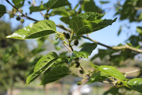 Morus alba ‘Fruitless’ - witte moerbei vruchteloos