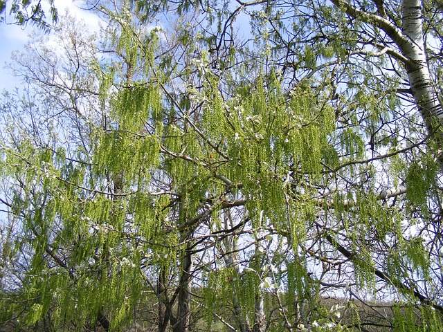 Salix babylonica - Chinese treurwilg