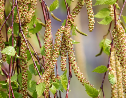 Betula utilis ‘Jacquemontii’ - Witte Himalayaberk