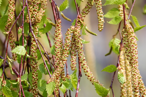 Betula utilis ‘Jacquemontii’ - Witte Himalayaberk