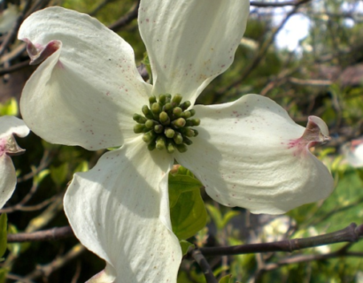 Cornus Kousa meerstammig - Kornoeltje