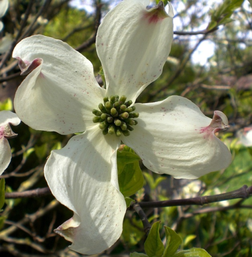 Cornus Kousa meerstammig - Kornoeltje