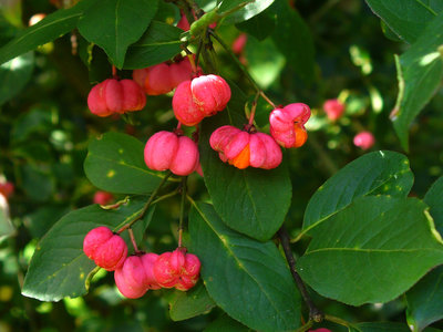 Euonymus europaeus - Wilde Kardinaalsmuts