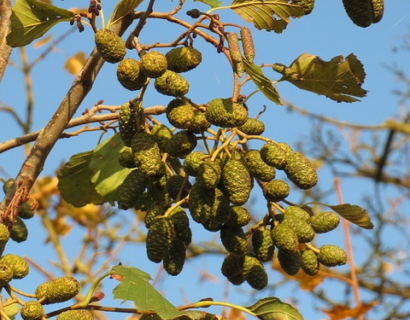 Alnus glutinosa ‘Laciniata - Grijze els