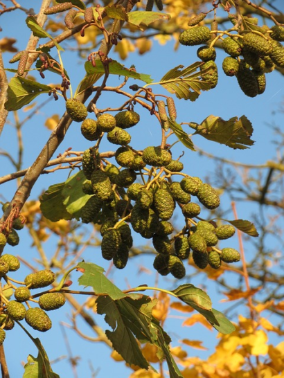 Alnus glutinosa ‘Laciniata - Grijze els