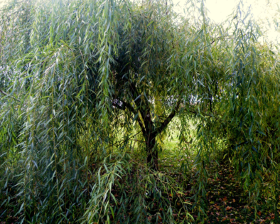 Salix sepulcralis ‘Chrysocoma’ - Gele Treurwilg