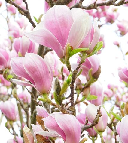 Magnolia ‘red lucky’ - Beverboom
