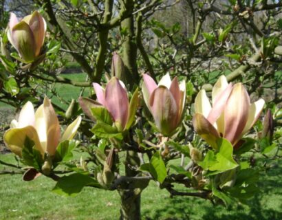 Magnolia woodsman meerstammig - Beverboom