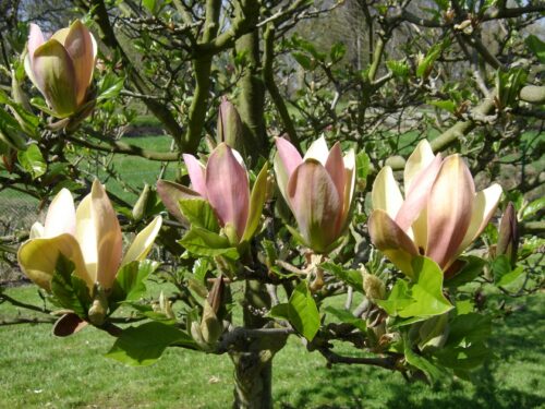 Magnolia woodsman meerstammig - Beverboom