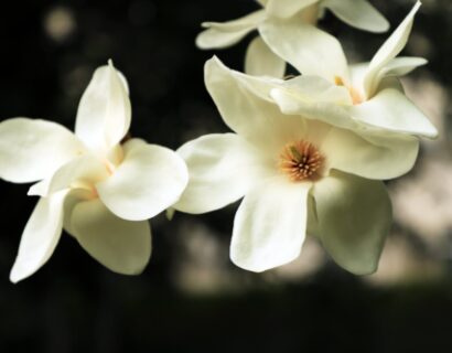 Magnolia grandiflora ‘little gem’ - Beverboom