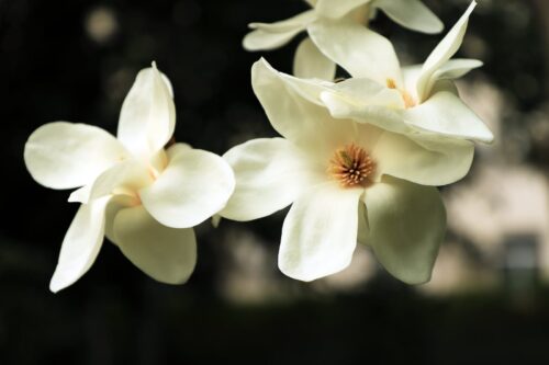 Magnolia grandiflora ‘little gem’ - Beverboom