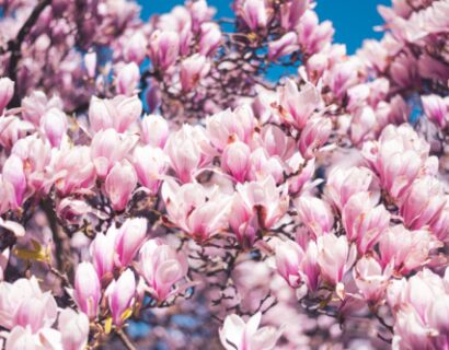Magnolia ‘red lucky’ - Beverboom