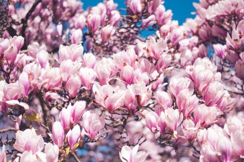 Magnolia ‘red lucky’ - Beverboom