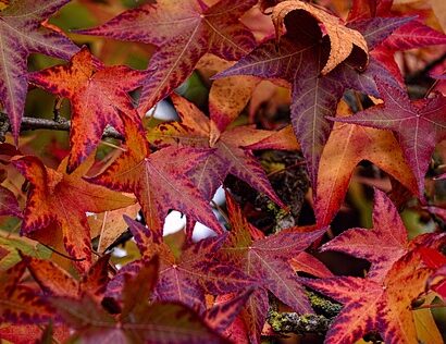 Liquidambar styracilua broadsman meerstammig - Amberboom