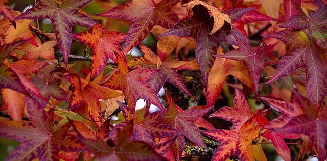 Liquidambar styracilua broadsman meerstammig - Amberboom