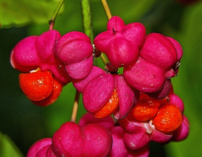 Euonymus europaeus - Wilde Kardinaalsmuts