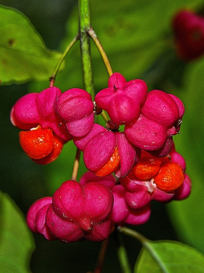 Euonymus europaeus - Wilde Kardinaalsmuts