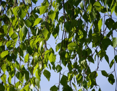 Betula nigra meerstammig - zwarte berk