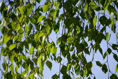 Betula nigra meerstammig - zwarte berk