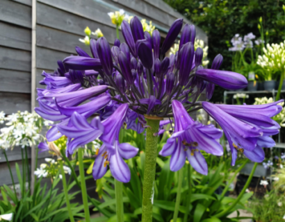 Agapanthus ‘Black Pantha’ - Afrikaanse lelie