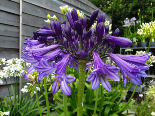 Agapanthus ‘Black Pantha’ - Afrikaanse lelie