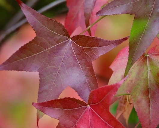 Liquidambar styracilua broadsman meerstammig - Amberboom
