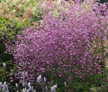 Thalictrum ‘Splendide’ - ruit