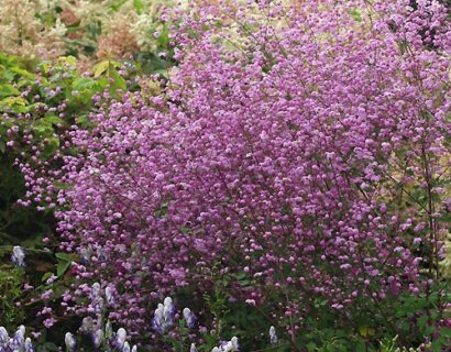 Thalictrum ‘Splendide’ - ruit