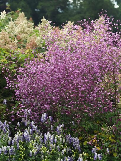 Thalictrum ‘Splendide’ - ruit