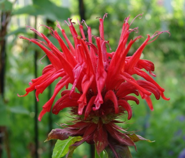 Monarda ‘Gardenvieuw Scarlet’ - Bergamotplant