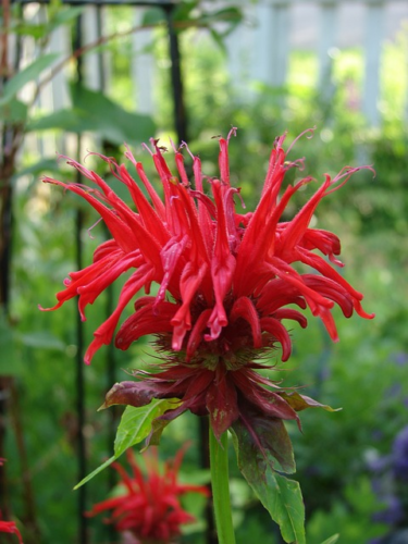 Monarda ‘Gardenvieuw Scarlet’ - Bergamotplant