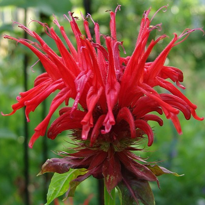 Monarda ‘Gardenvieuw Scarlet’ - Bergamotplant